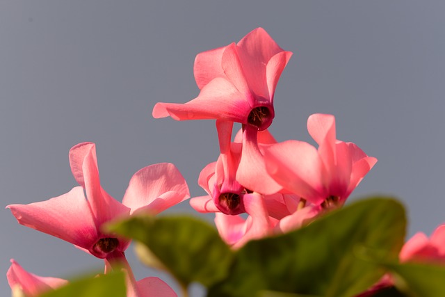 今月の花